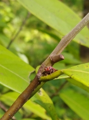 Asphaera quadrifasciata