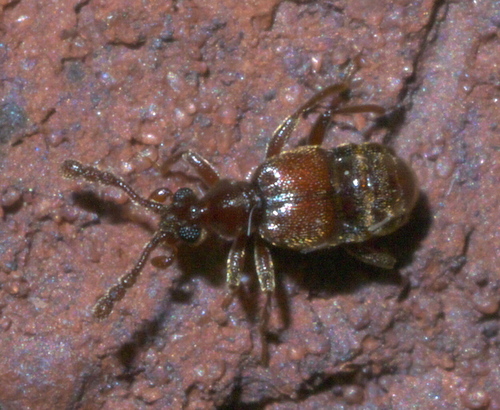 Hamoush Insect (Hamotus)