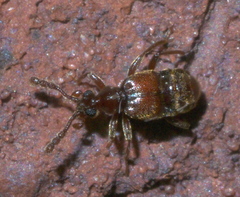 Hamotus opimus