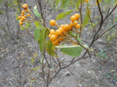 Solanum argentinum