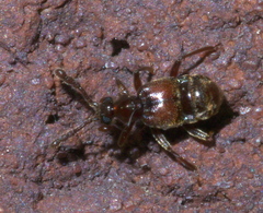 Hamotus opimus