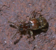 Hamotus opimus