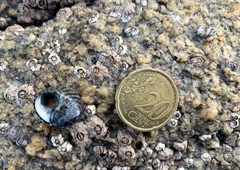 Steromphala umbilicalis