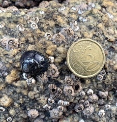 Steromphala umbilicalis