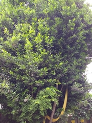 Persea hintonii