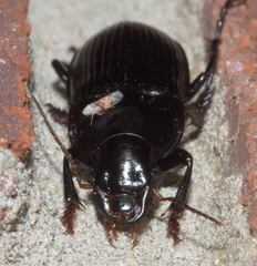 Harpalus caliginosus