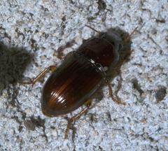 Harpalus gravis