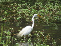 Ardea alba