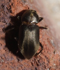 Helichus lithophilus