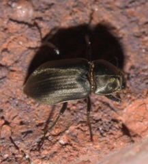 Helichus lithophilus