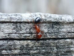Camponotus discolor