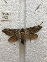 Sthenopis argenteomaculatus