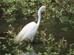 Ardea alba