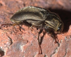 Helichus lithophilus