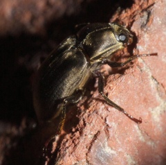 Helichus lithophilus