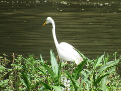 Ardea alba