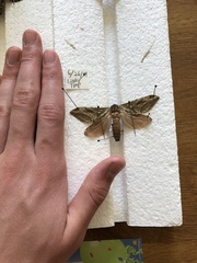 Sthenopis argenteomaculatus