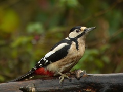 Dendrocopos major