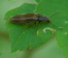 Hemicrepidius pallidipennis