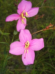 Rhexia alifanus