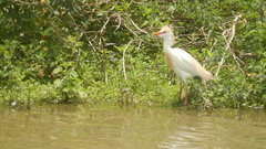 Bubulcus ibis