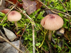 Entoloma roseum