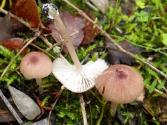 Entoloma roseum