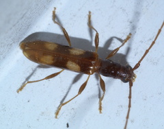 Heterachthes quadrimaculatus