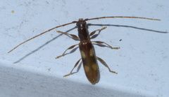 Heterachthes quadrimaculatus