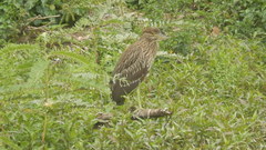 Nycticorax nycticorax