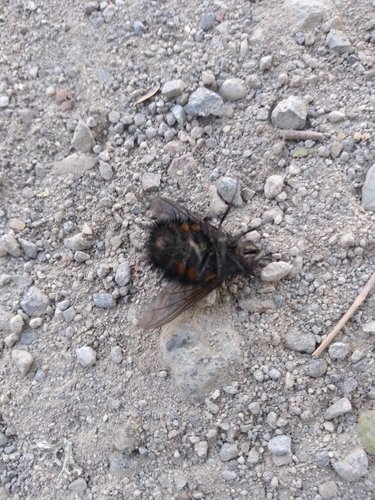 iNaturalist observation photo of Spiny Tachina Fly