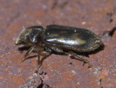 Heterocerus mollinus