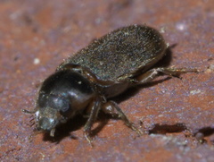 Heterocerus mollinus