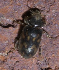 Heterocerus mollinus