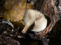 Agrocybe firma