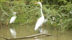 Egretta thula
