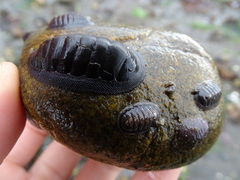 Chiton magnificus
