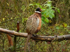 Phasianus colchicus