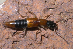 Homaeotarsus