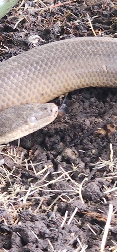 Water Python sighting