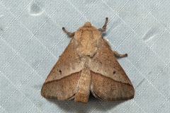 Thosea sinensis borneensis