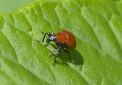 Homoeolabus analis