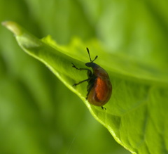 Homoeolabus analis