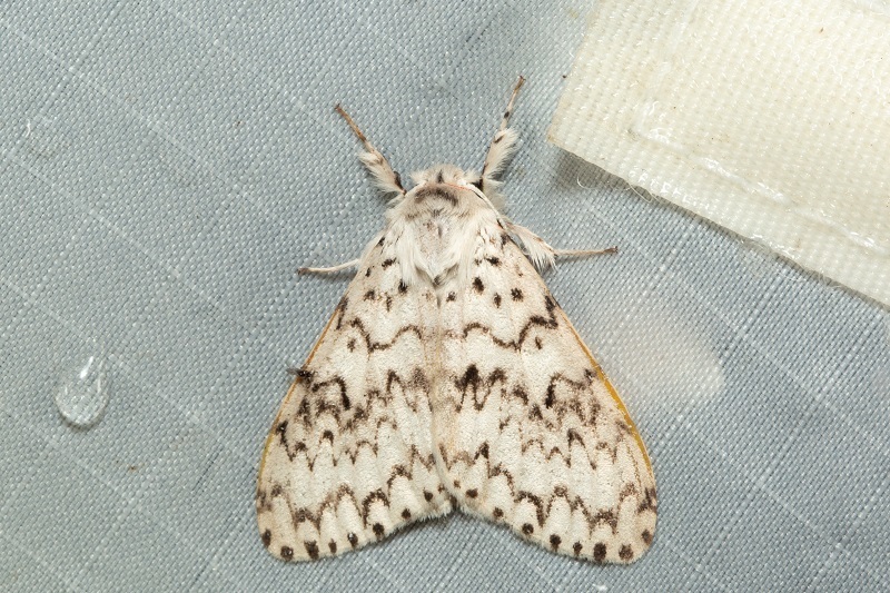 Lymantria hollowayi