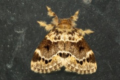 Rhypotoses strigifimbria