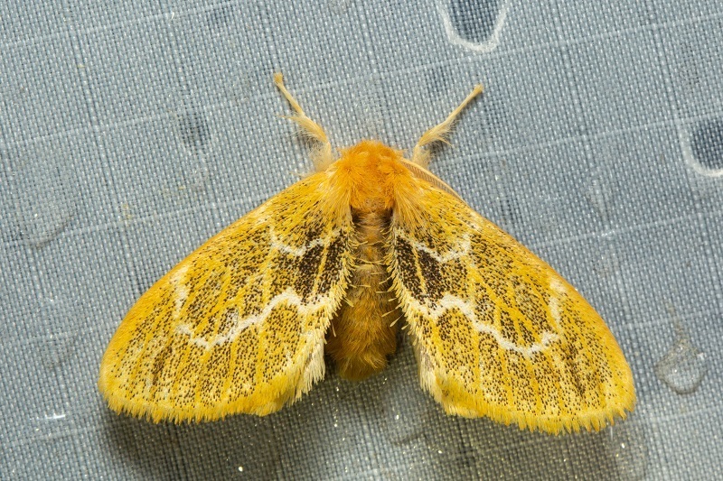 Toxoproctis anna