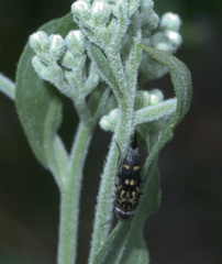 Hoshihananomia octopunctata