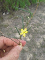 Talinum polygaloides