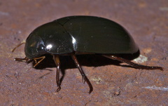 Hydrochara
