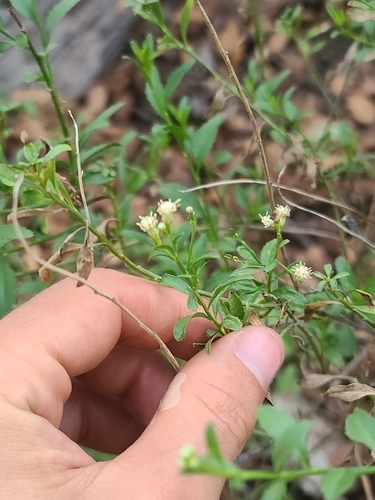 Bigelow's False Willow (Baccharis bigelovii)